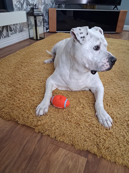 A white bull-type dog lying on a cream rug indoors with an orange ball between its paws
