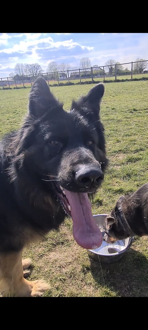 A German Shepherd panting over a metal water bowl out in the field